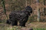BRIARD 086